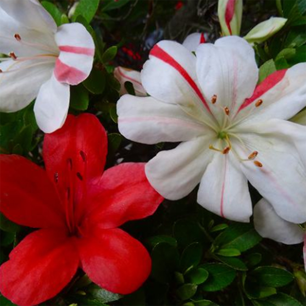 Bonsai da esterno - Azalea giapponese - Azalea Nishikie