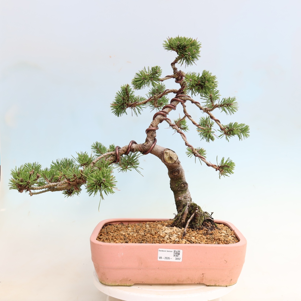 Bonsai da esterno - Pinus mugo Humpy  - Pino mugo