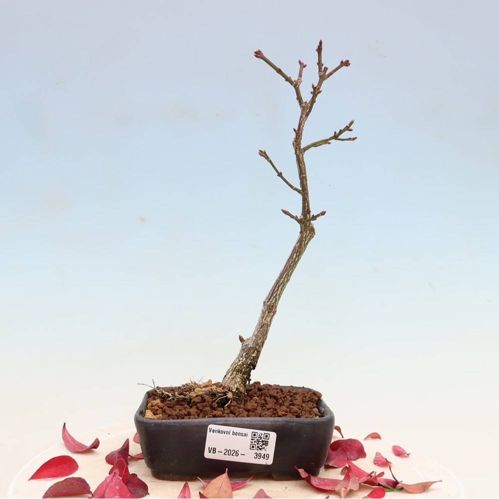 Bonsai da esterno -  Euonymus alatus comactus  - euonymus alato