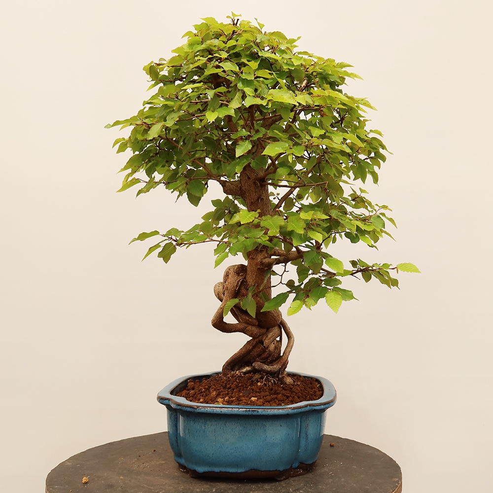 Bonsai da esterno -Carpinus Coreana - Carpino coreano