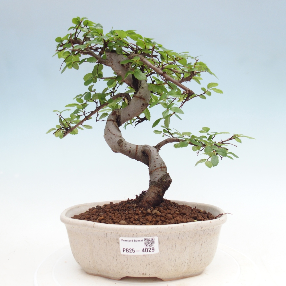 Camera bonsai - Ulmus parvifolia - Olmo a foglie piccole