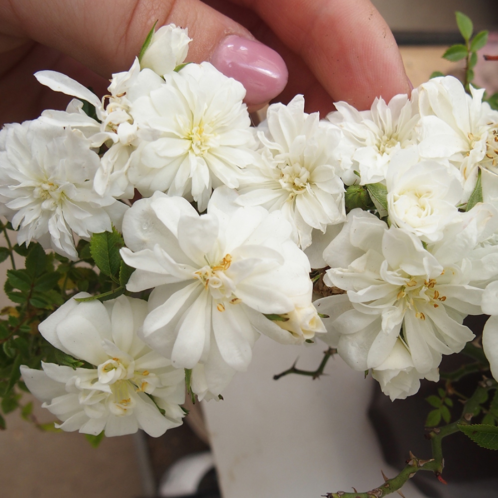 Bonsai da esterno - Rosa Sea Foam - rosa