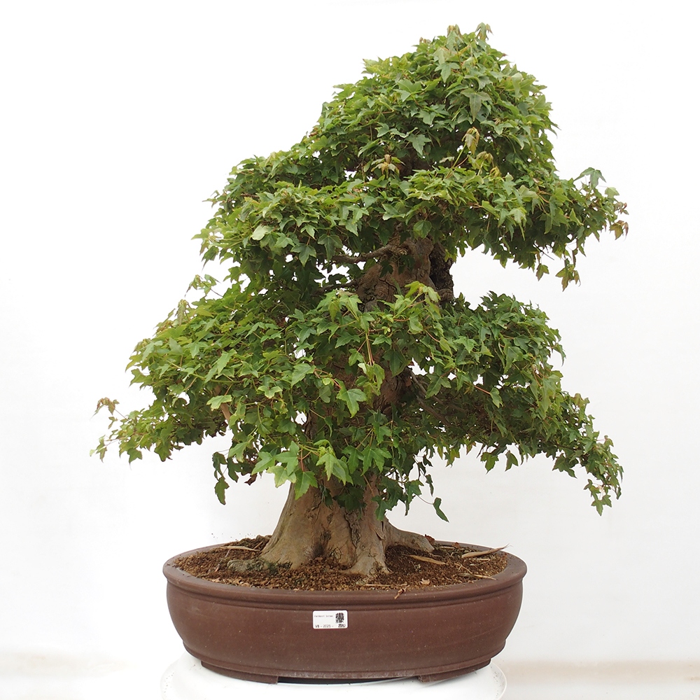 Bonsai da esterno - Acer Buergerianum - Acero di Burger
