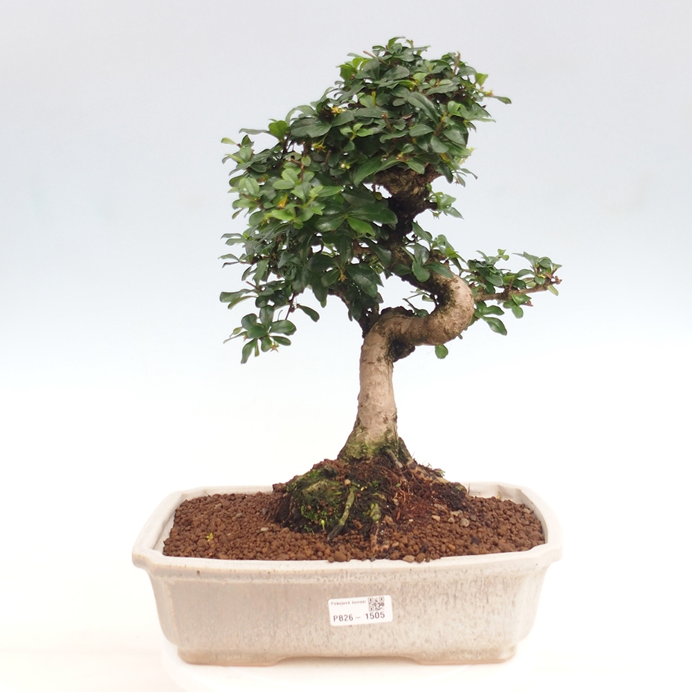 Camera bonsai - Carmona macrophylla - Tea fuki