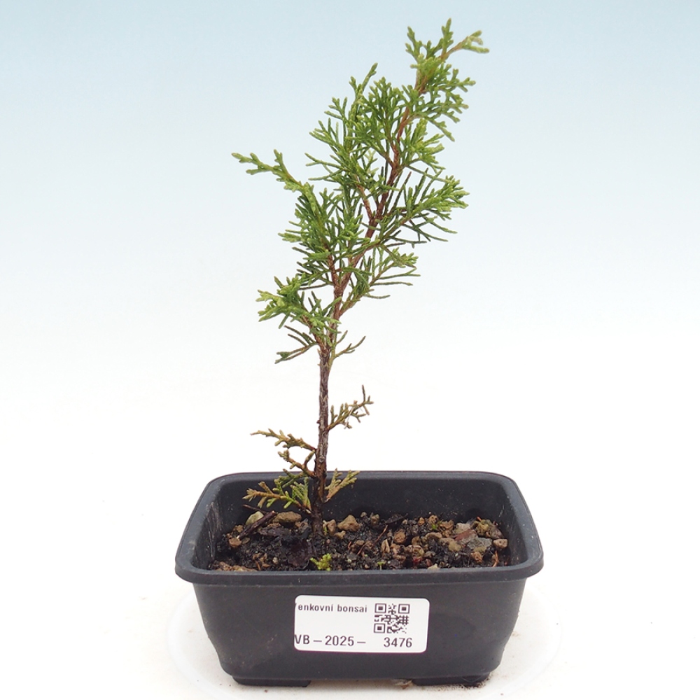 Bonsai da esterno - Juniperus chinensis Itoigawa