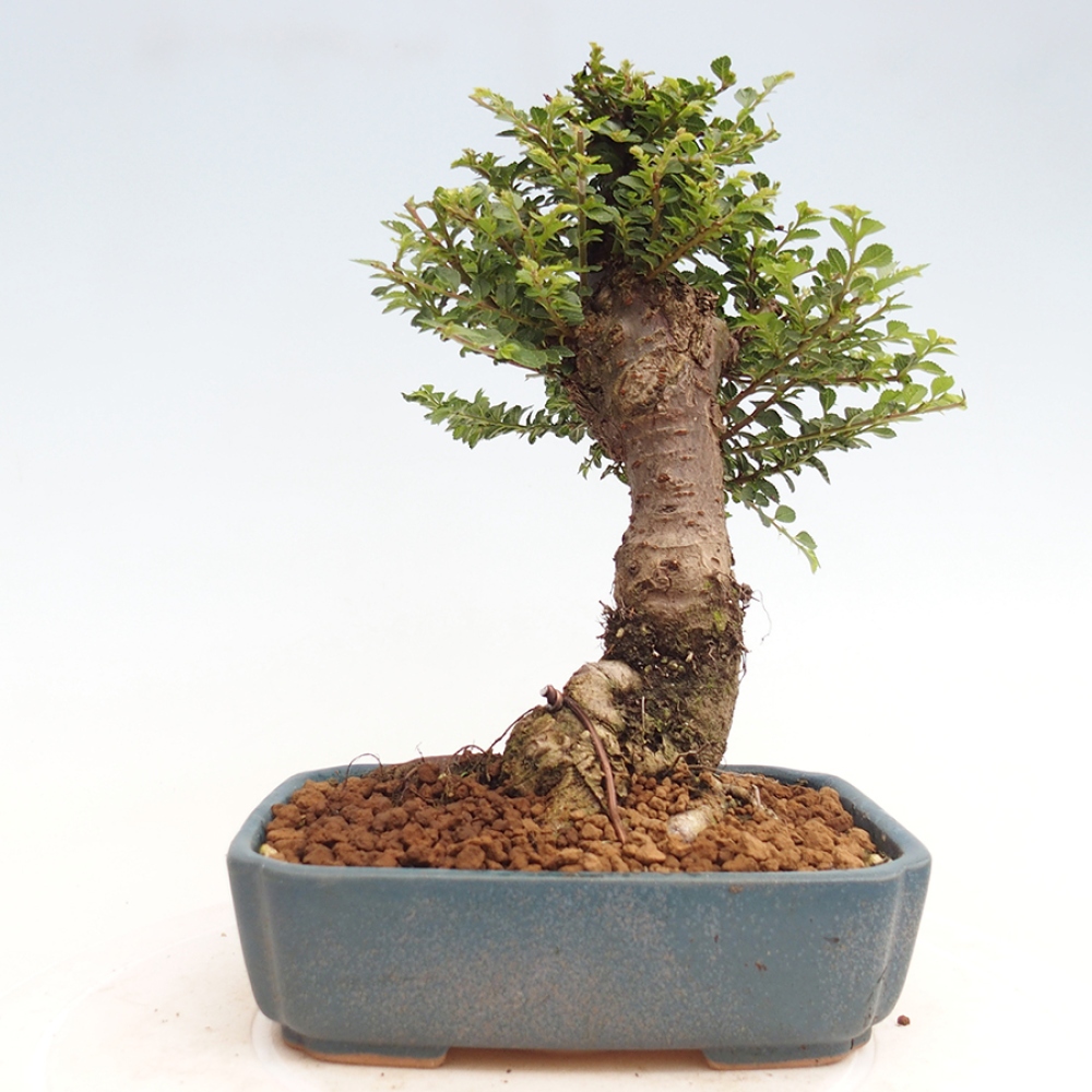 Bonsai da esterno - Ulmus parvifolia Hokkaido - Olmo cinese