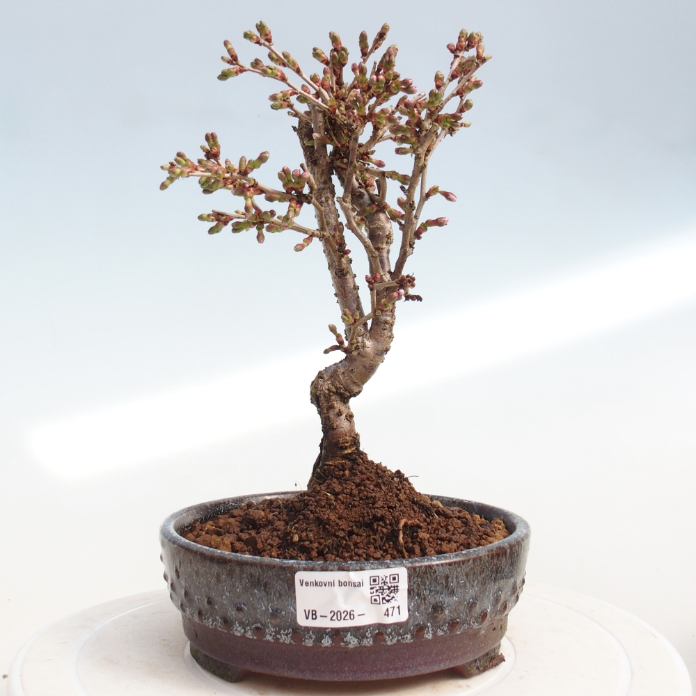 Bonsai da esterno - Prunus incisa Kojou-no mai-Plivon ritagliato