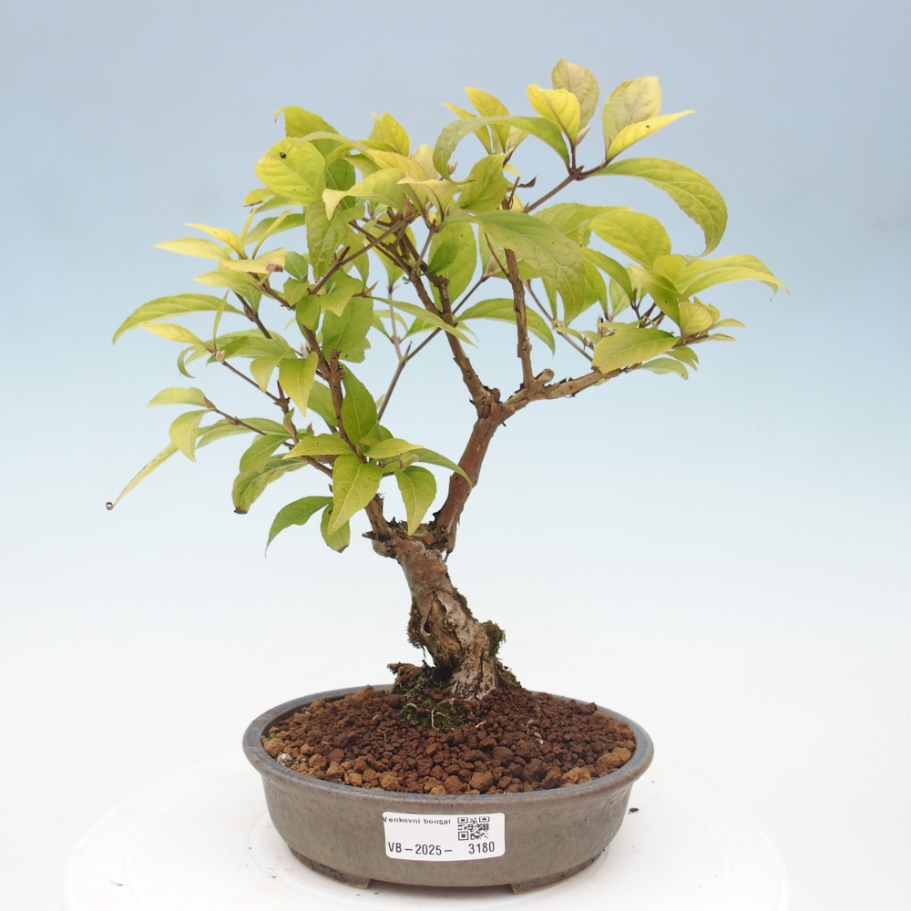 Bonsai da esterno - Callicarpa japonica
