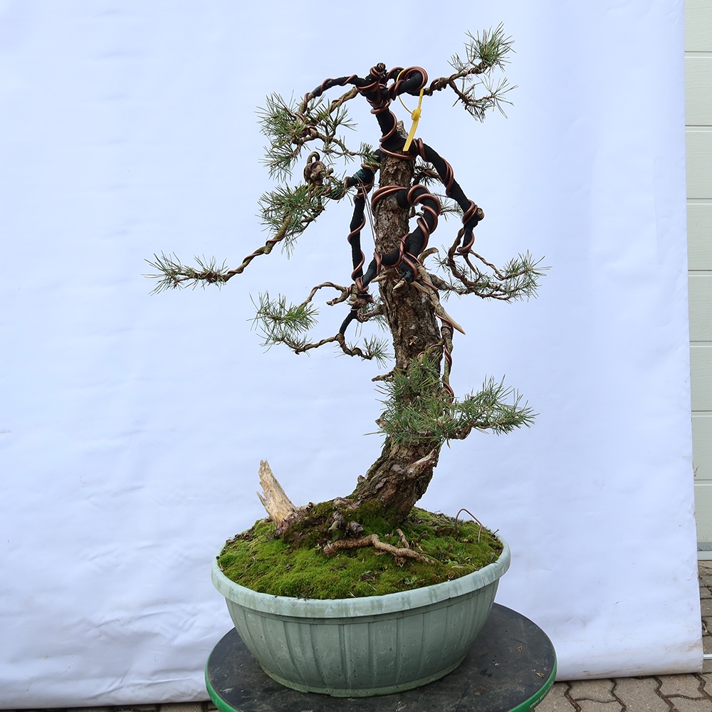 Pinus sylvestris Spagna - pino silvestre