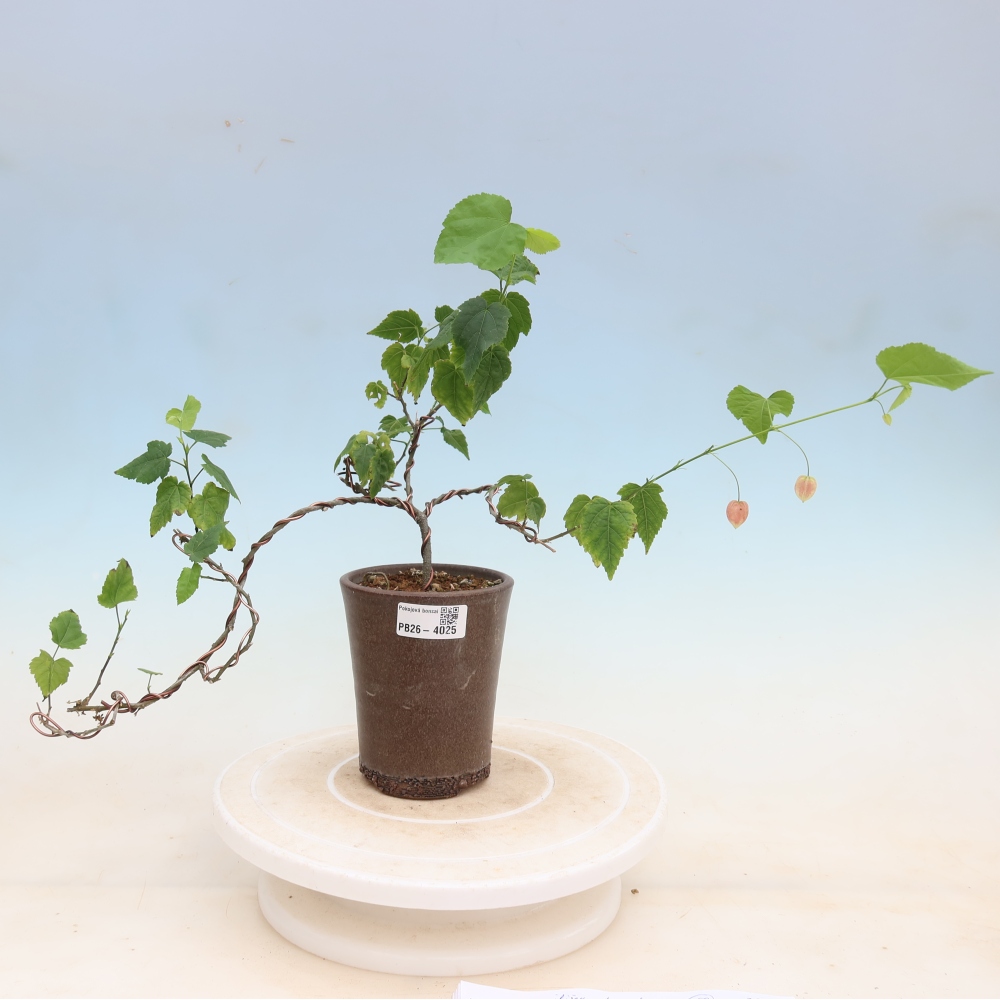 Bonsai da interno - Abutilon Big Bell - Cloudberry