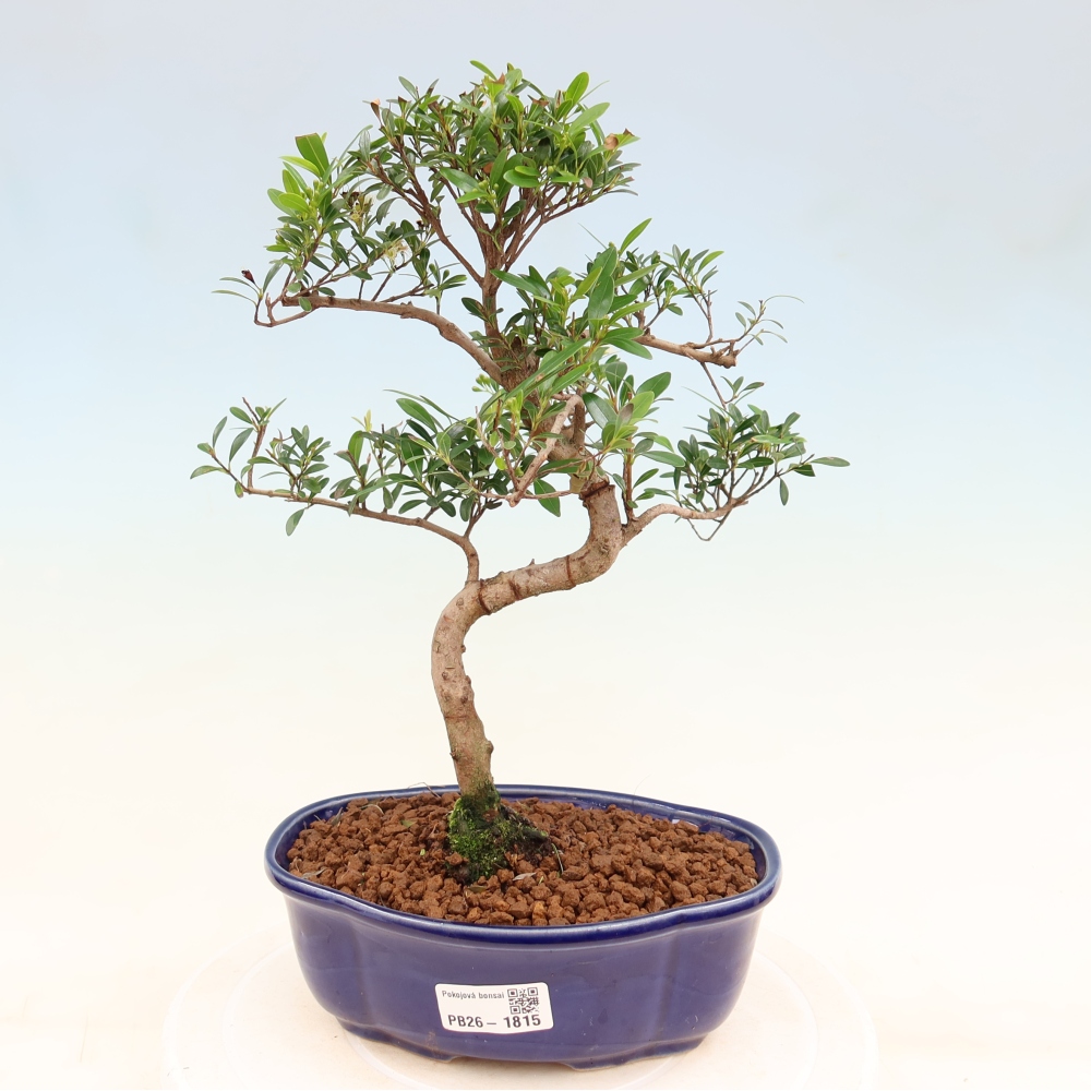 Camera bonsai - Syzygium - Pimento