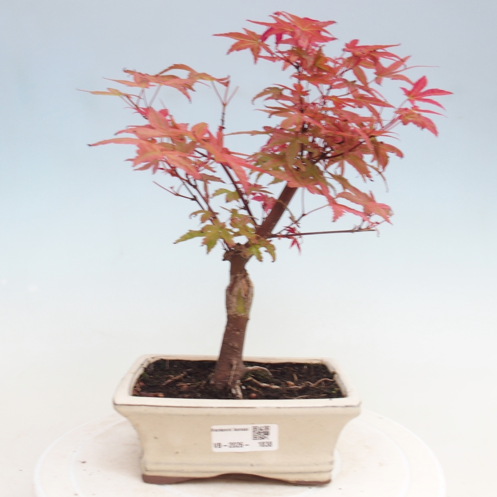 Bonsai da esterno - Acer palmatum DESHOJO
