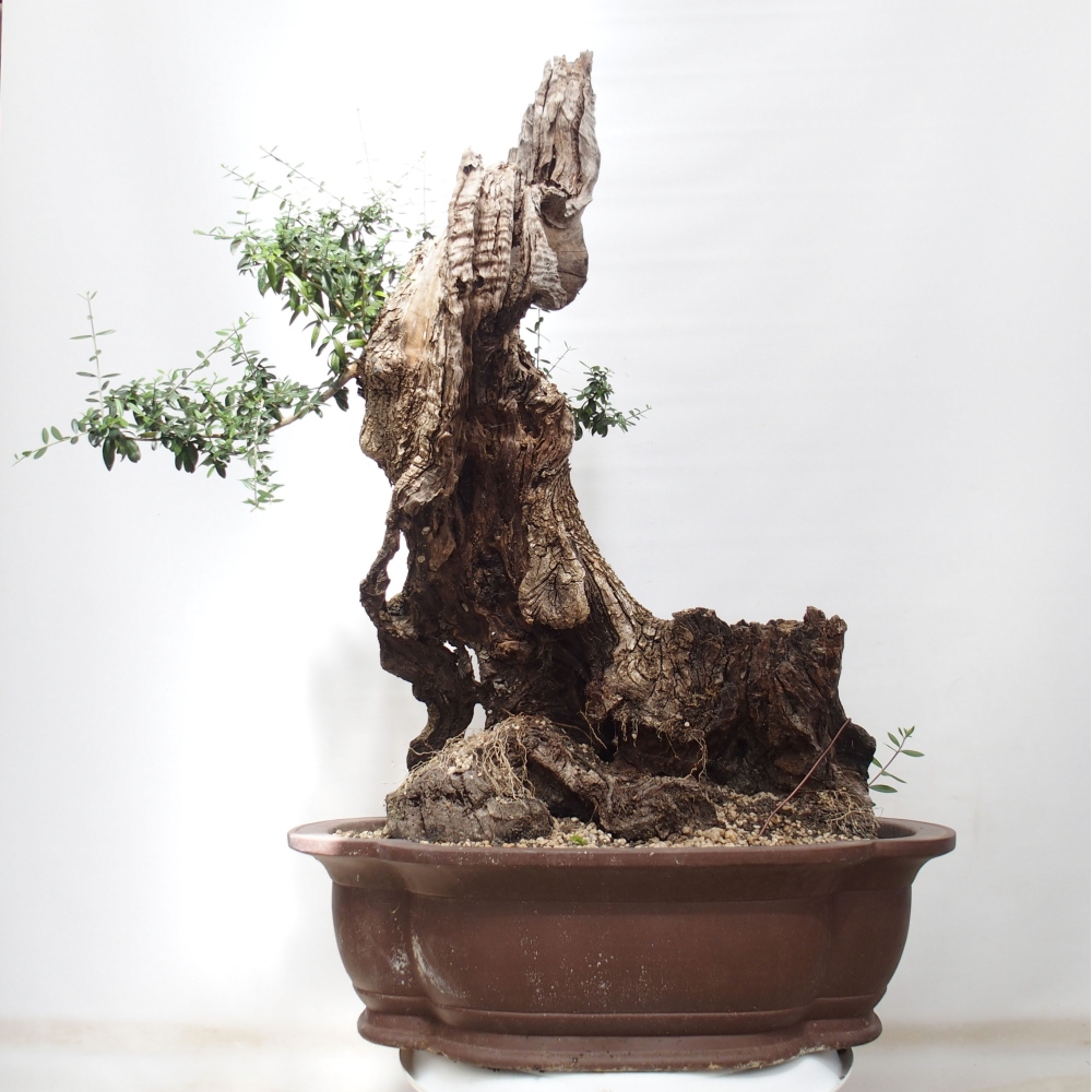 Bonsai da interno - Olea europaea sylvestris
