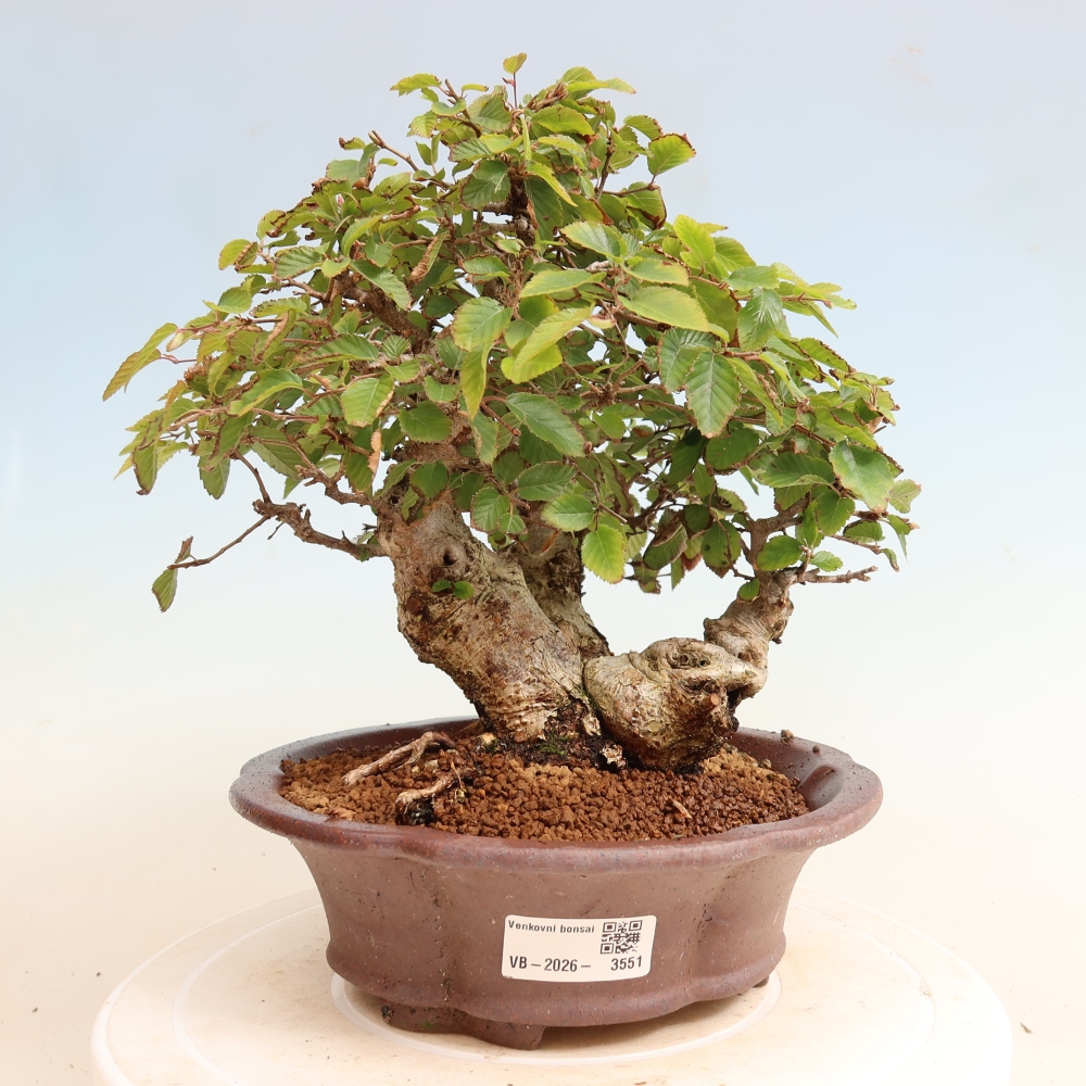 Bonsai da esterno -Carpinus CARPINOIDES - Carpino coreano