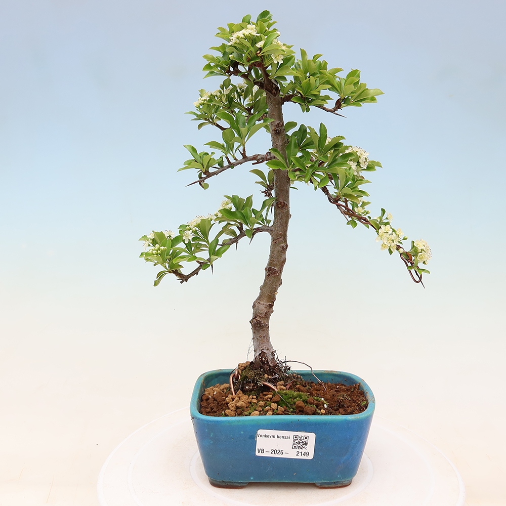 Bonsai da esterno - Pyracantha teton - Pyracantha scarlatta