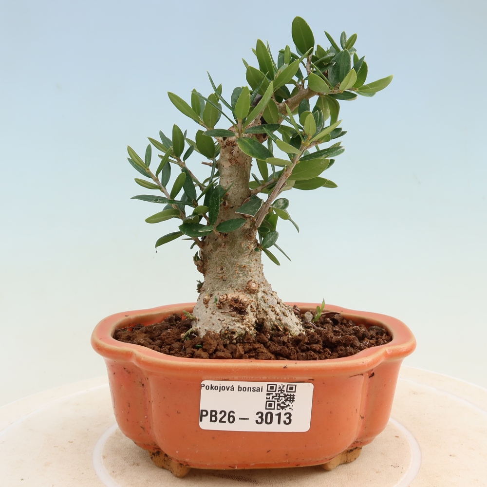 Bonsai da interno - Olea europaea sylvestris
