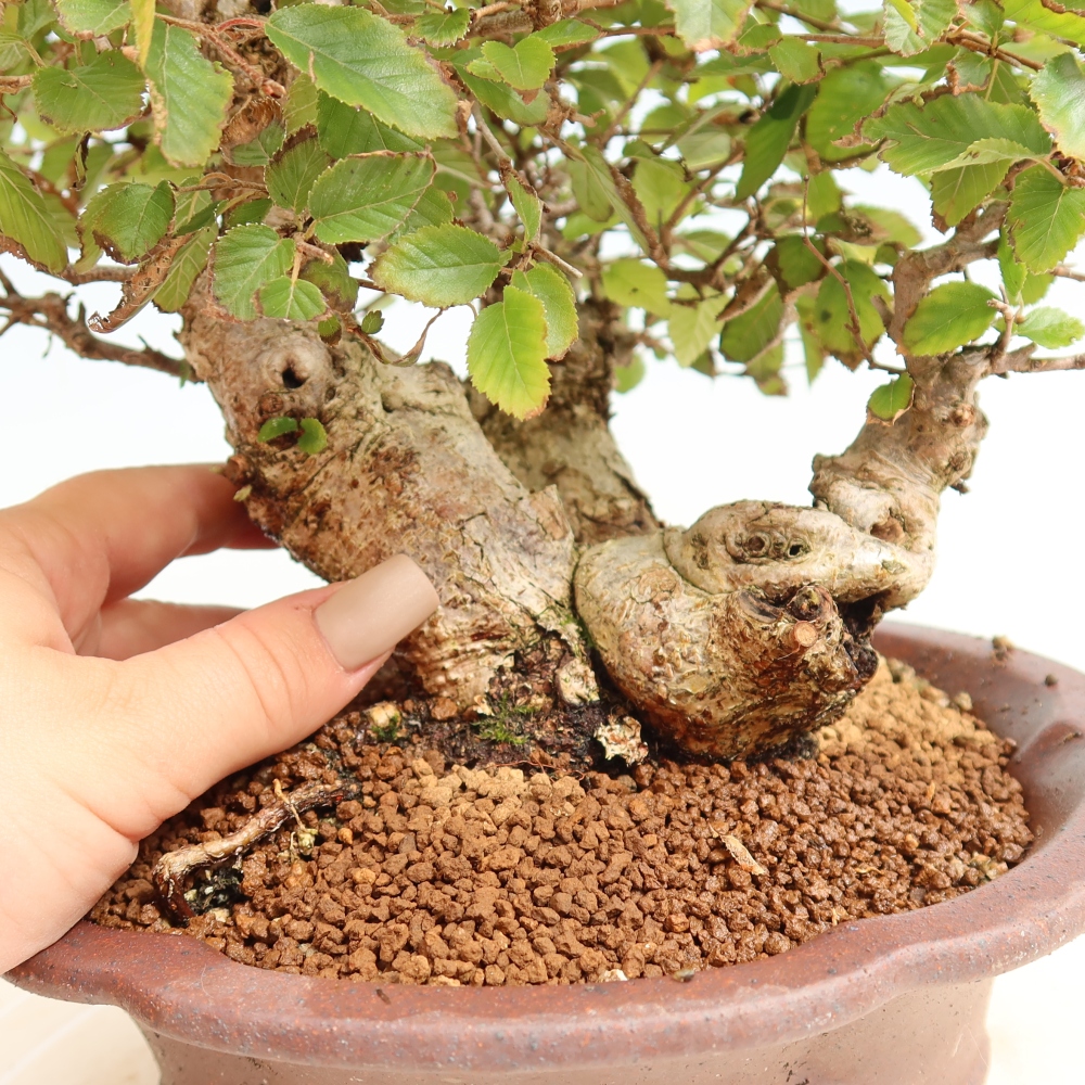 Bonsai da esterno -Carpinus CARPINOIDES - Carpino coreano