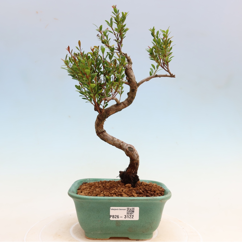 Camera bonsai - Syzygium - Pimento