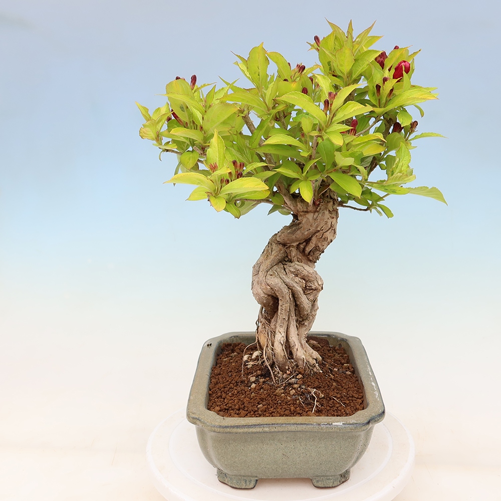 Bonsai da esterno - Weigela subsessilis - Weigela coreana