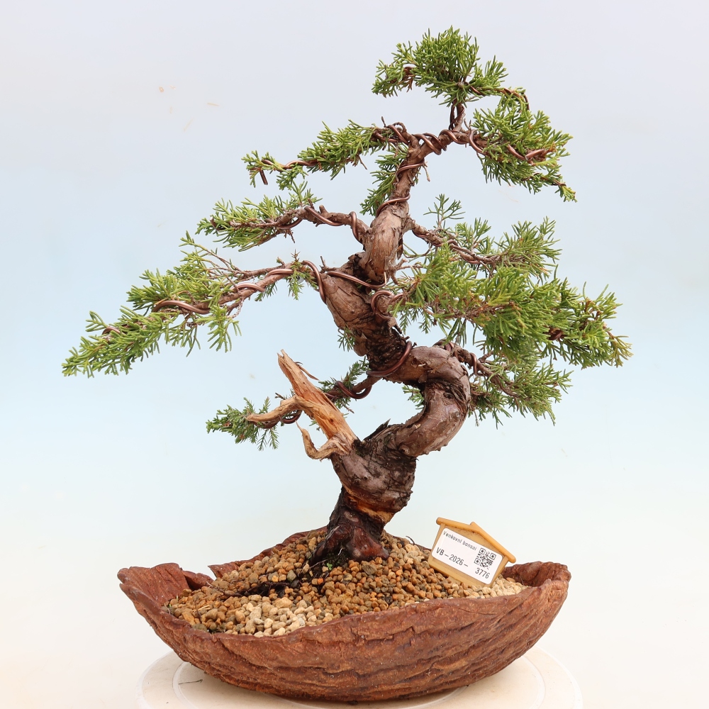 Bonsai da esterno - Juniperus chinensis Itoigawa-Juniperus chinensis