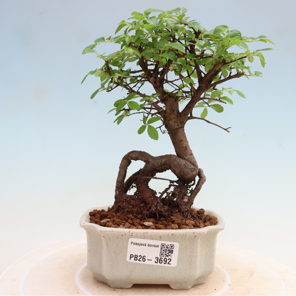 Camera bonsai - Ulmus parvifolia - Olmo a foglie piccole