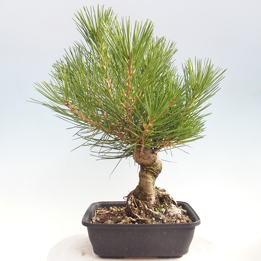 Bonsai da esterno - Pinus thunbergii - Pino di Thunberg