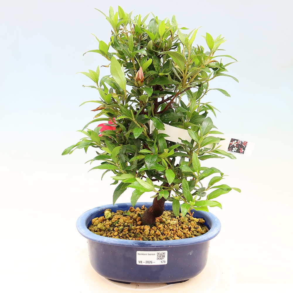 Bonsai da esterno - Azalea giapponese - Azalea CHIHIRO
