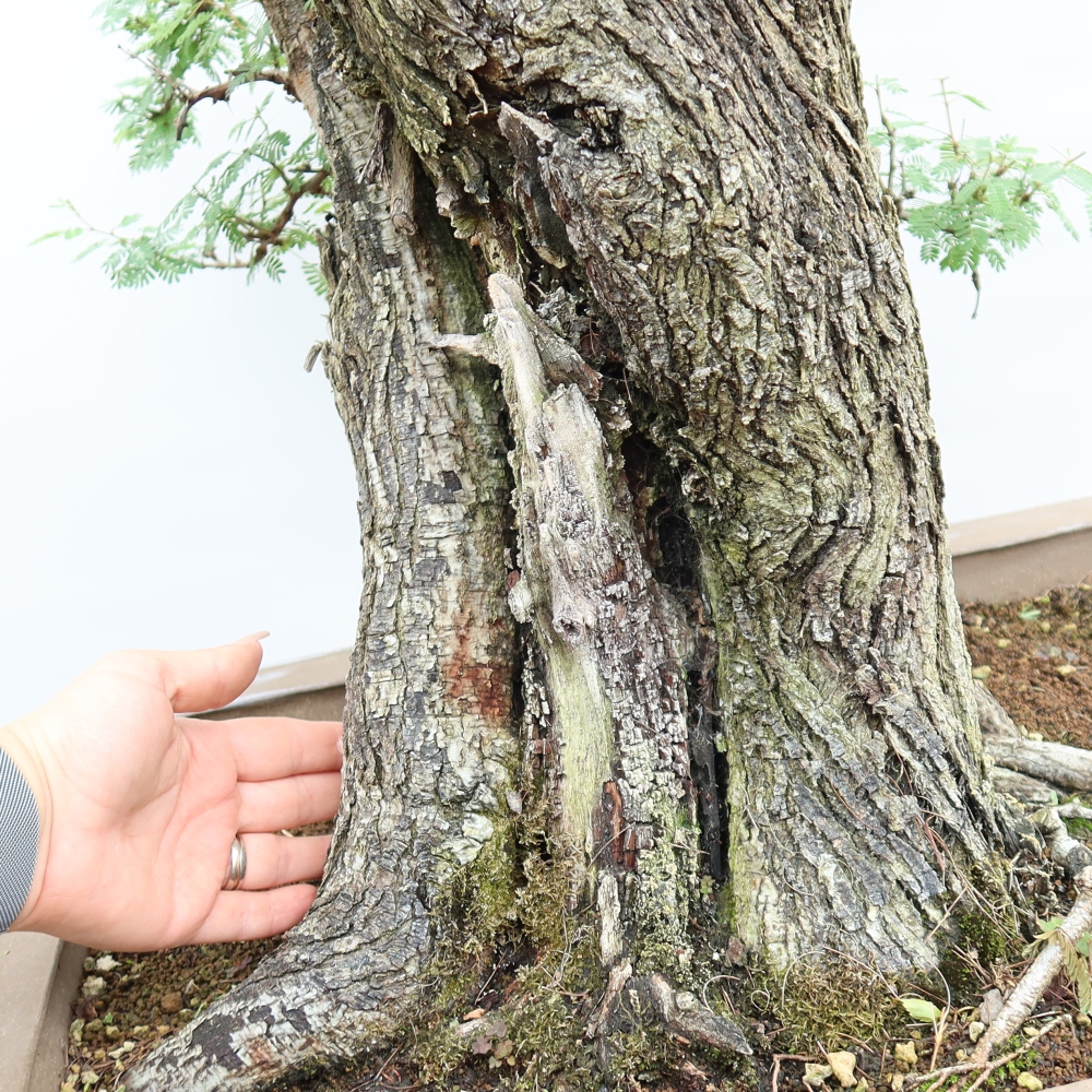 Camera bonsai - Acacias Arabica