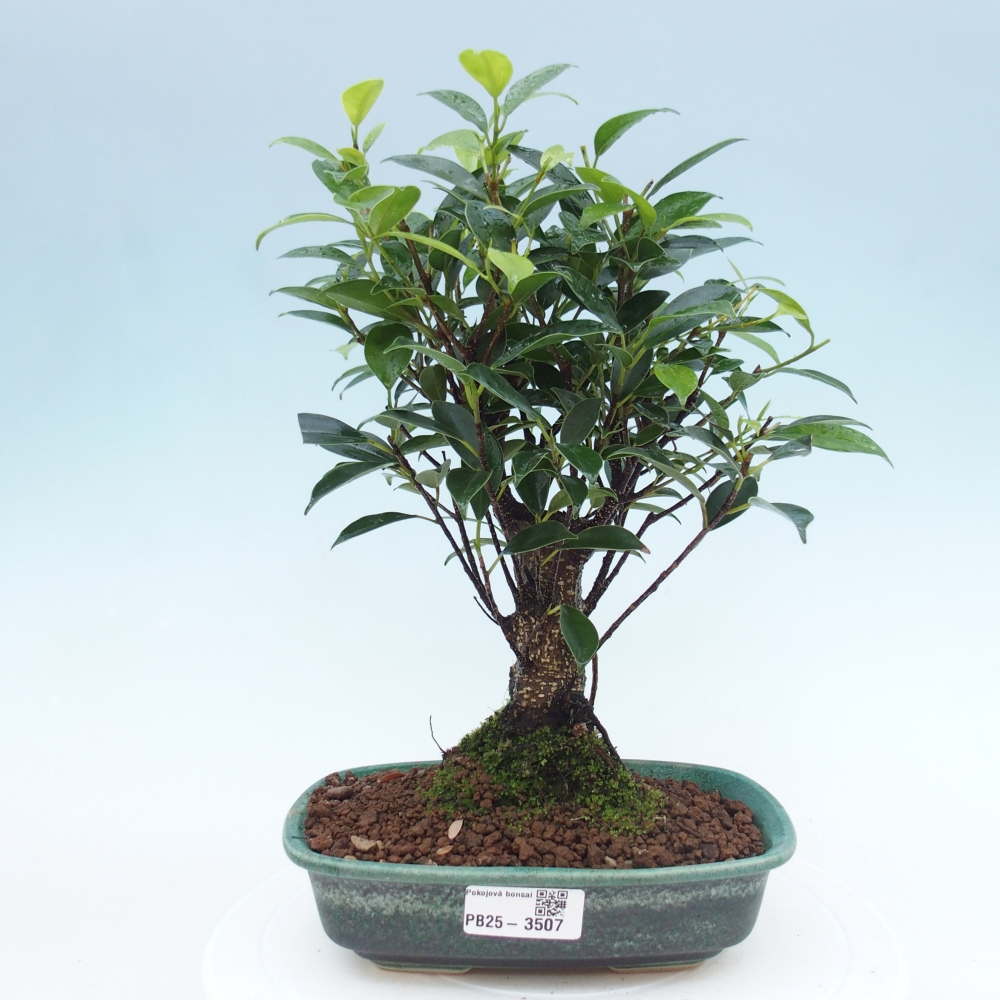 Camera bonsai - Ficus retusa - ficus a foglie piccole