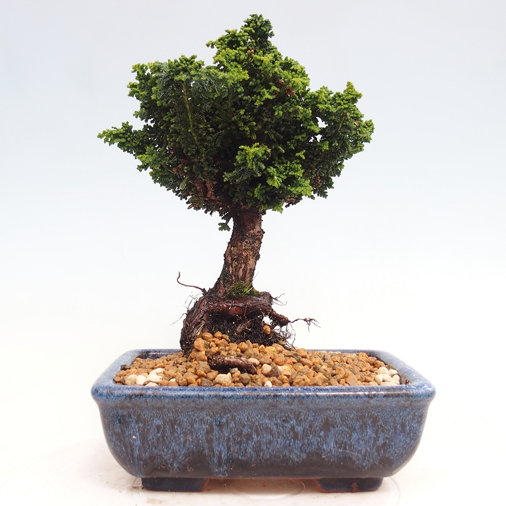 Bonsai da esterno - Cham. obtusa SEKKA HINOKI - Cipresso