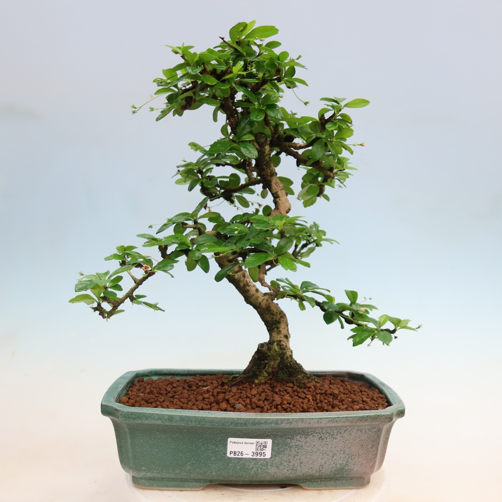 Camera bonsai - Carmona macrophylla - Tea fuki