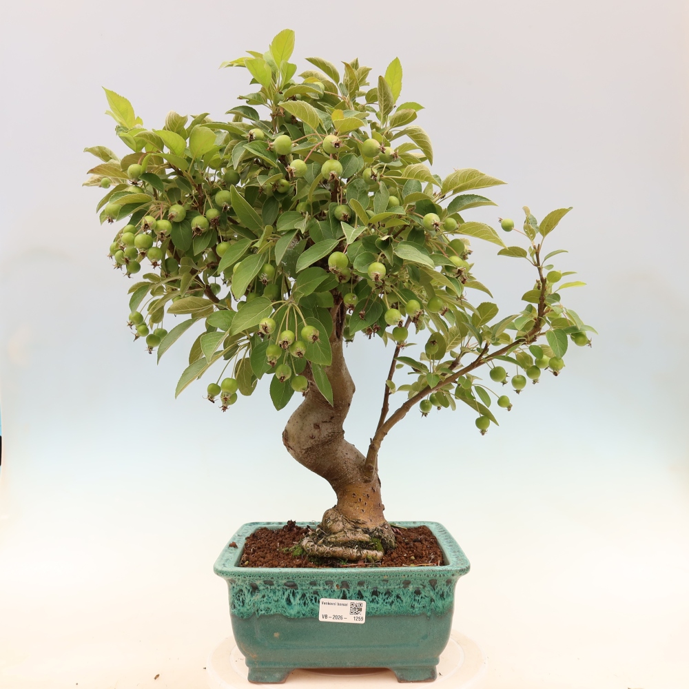 Bonsai da esterno -Malus halliana - Melo a frutto piccolo