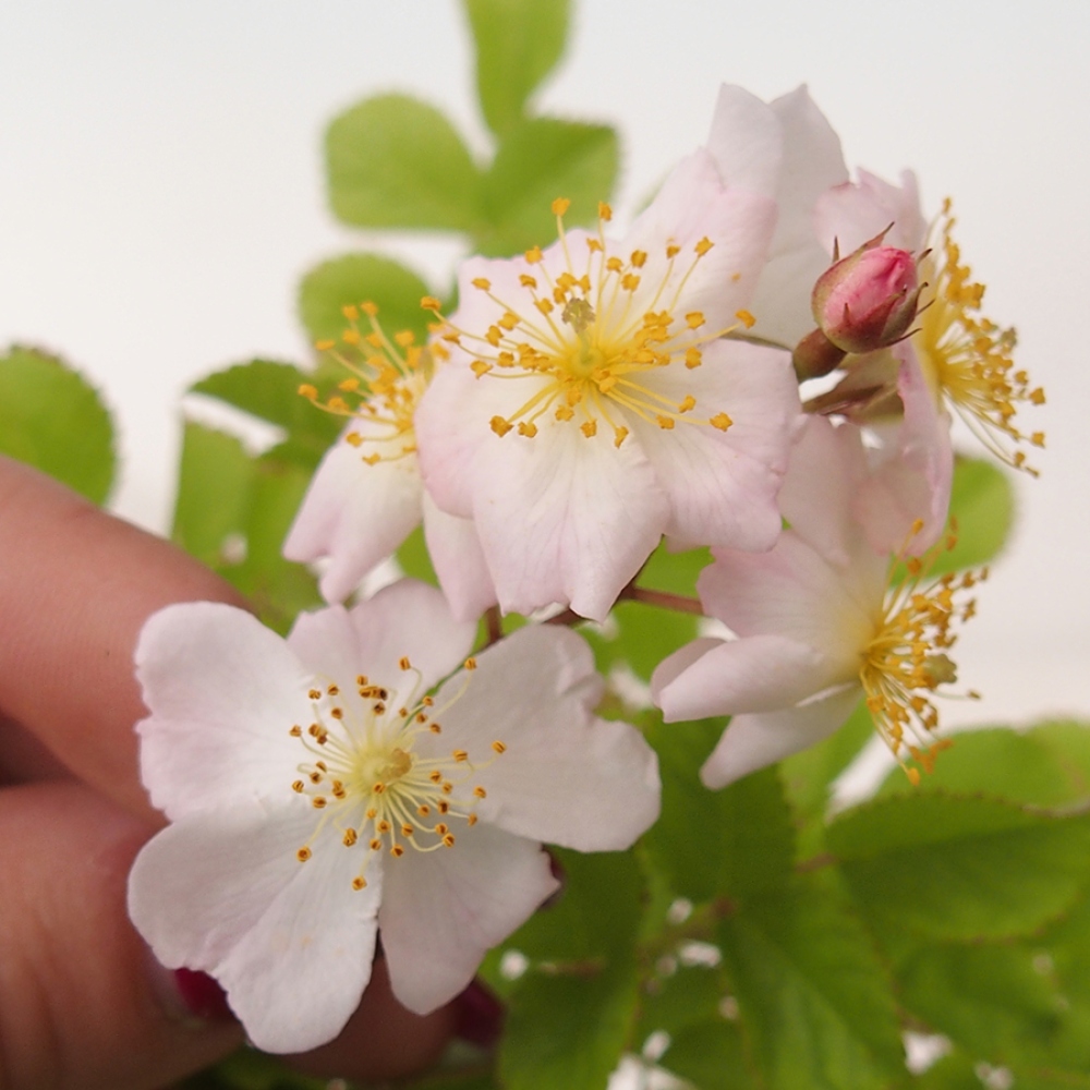 Bonsai da esterno - Rosa sp. - rosa a fiore piccolo