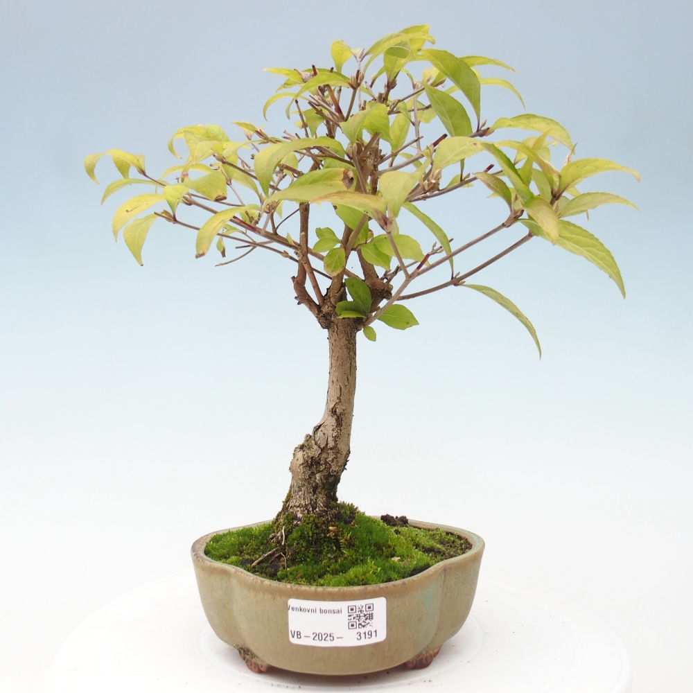 Bonsai da esterno - Callicarpa japonica