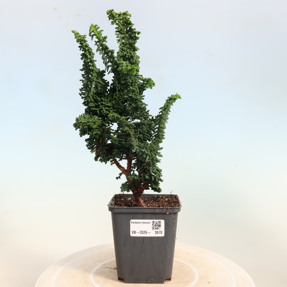 Bonsai da esterno - Cham. obtusa SEKKA HINOKI - Cipresso
