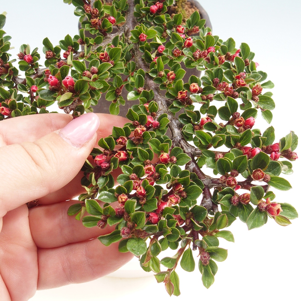 Bonsai da esterno-Cotoneaster horizontalis - Montagne Rocciose