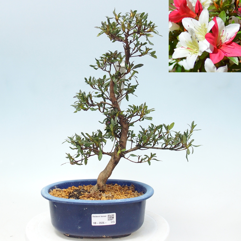 Bonsai da esterno - Azalea giapponese - Azalea CHIHIRO
