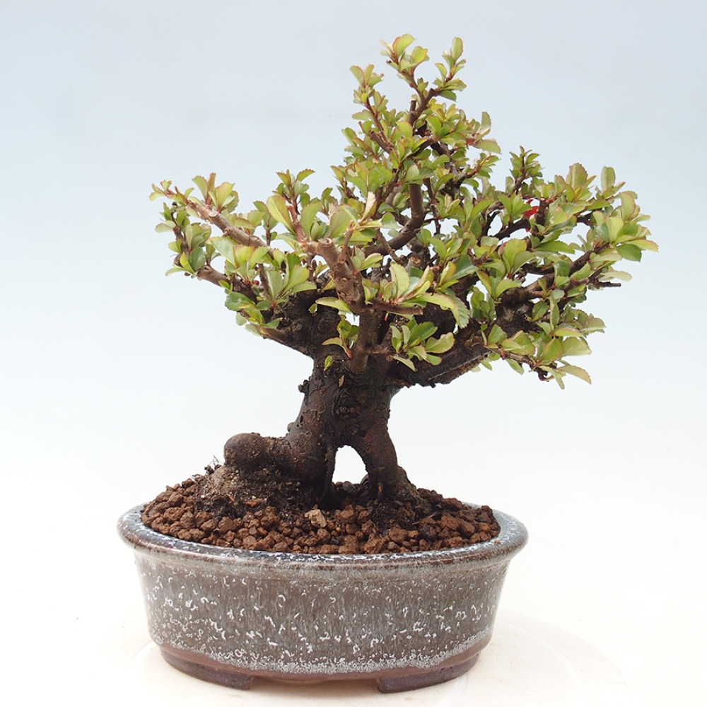Bonsai da esterno - Chaneomeles speciosa - Cotogno