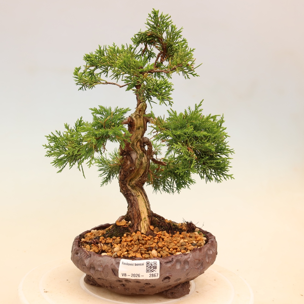 Bonsai da esterno - Juniperus chinensis Itoigawa