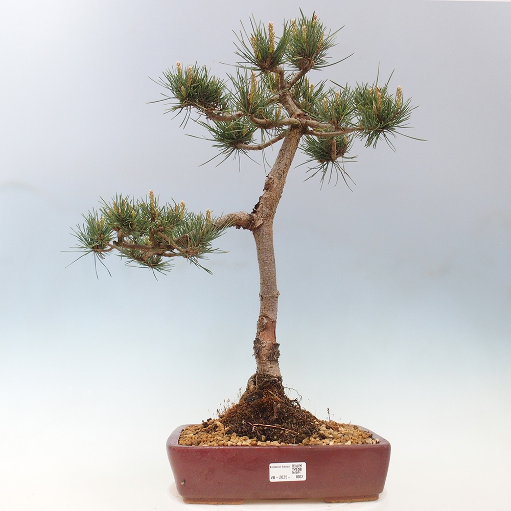 Bonsai da esterno - Pinus Sylvestris Watererri - Pino silvestre