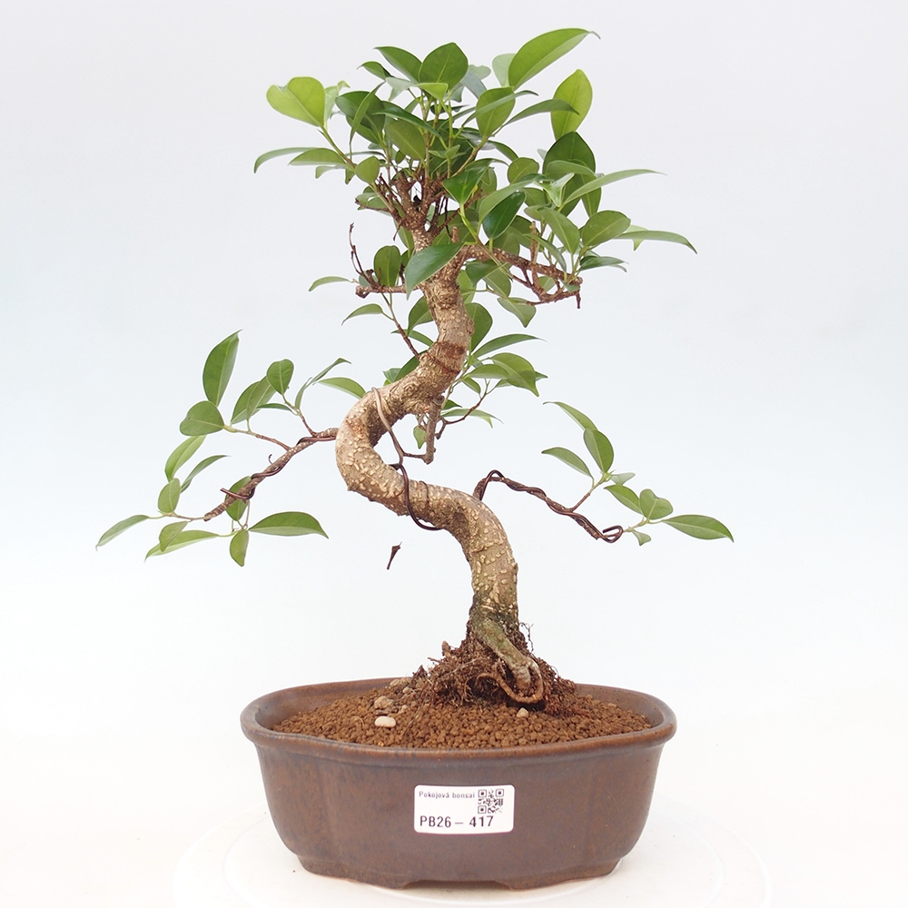 Camera bonsai - Ficus retusa - ficus a foglie piccole