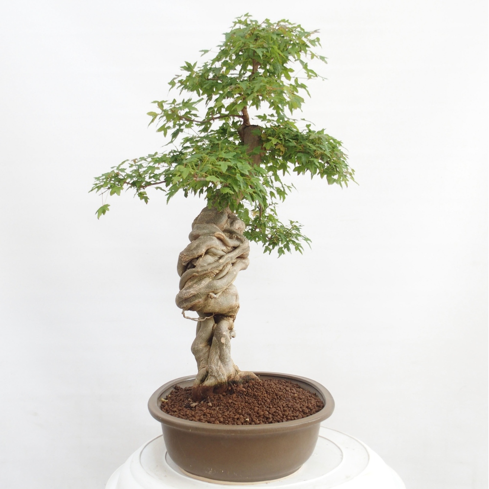 Bonsai da esterno - Acer Buergerianum - Acero burger