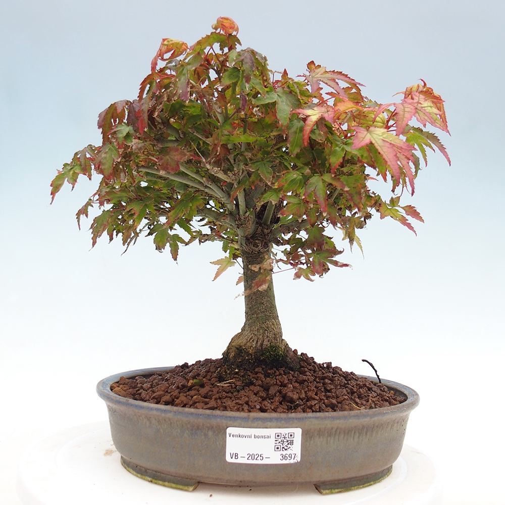 Acer palmatum KIOHIME - Acero palmato