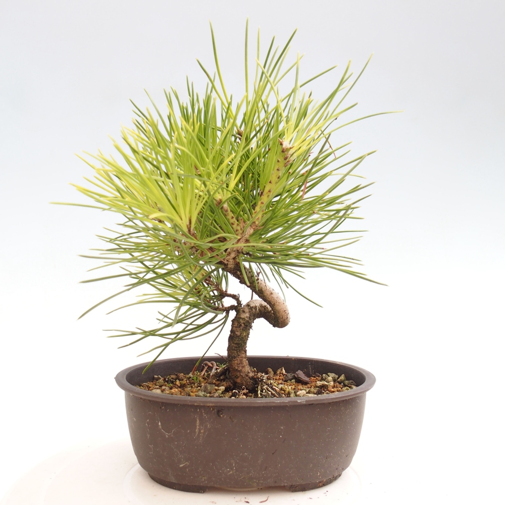Bonsai da esterno - Pinus thunbergii - Pino di Thunberg