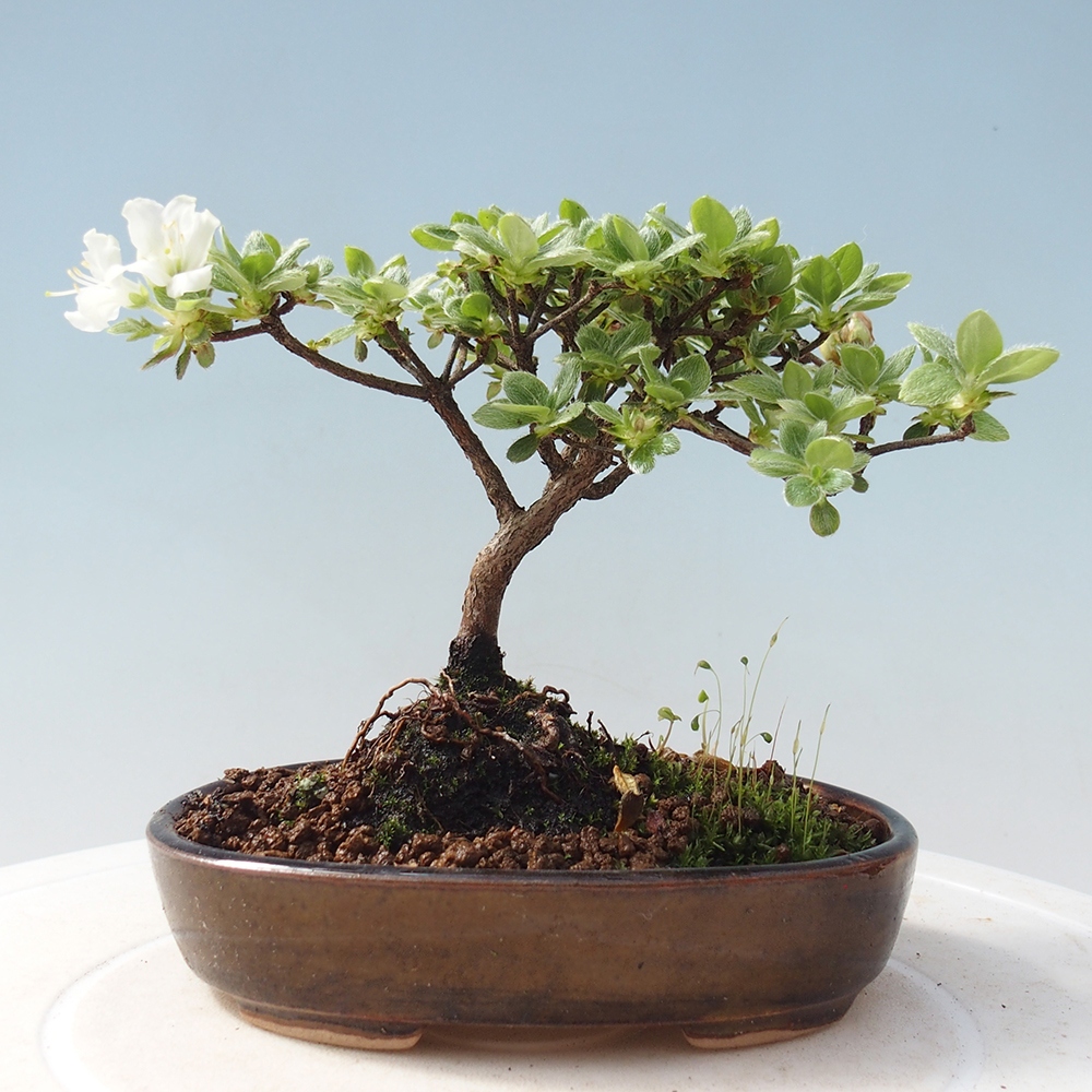 Bonsai da esterno - Rhododendron indicum - Azalea giapponese