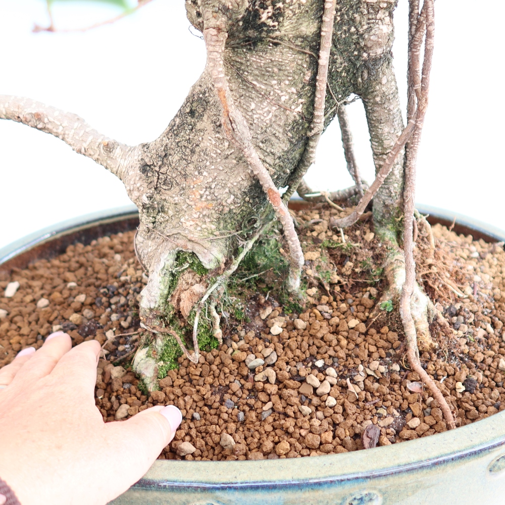 Camera bonsai - Ficus kimmen - ficus a foglie piccole