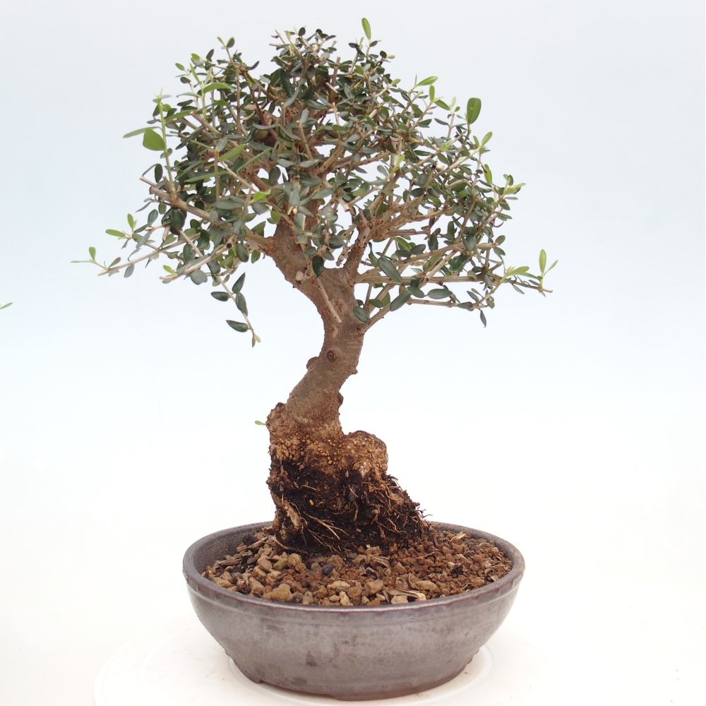 Bonsai da interno - Olea europaea sylvestris