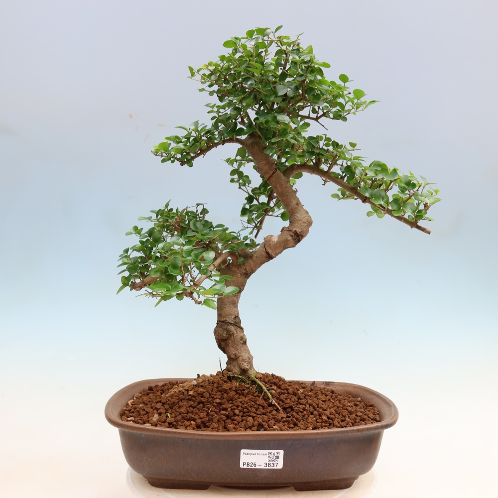 Camera bonsai -Ligustrum retusa - becco d'uccello a foglie piccole