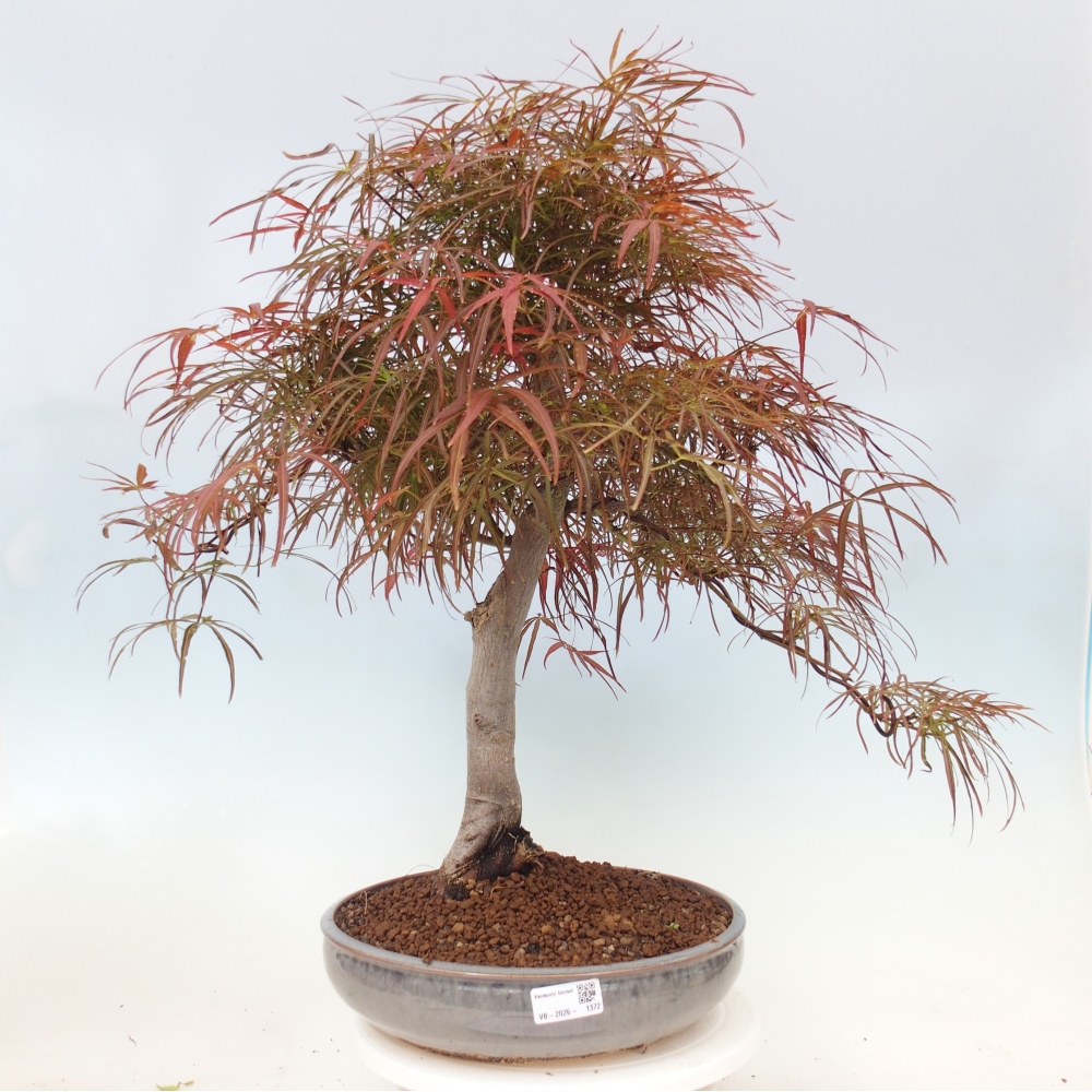 Bonsai da esterno - Acer palmatum RED PYGMY