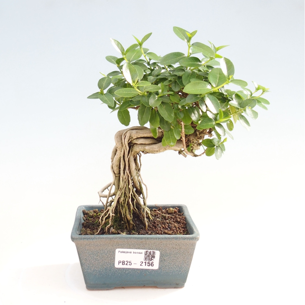 Bonsai da interno - Premna serratifolia - Kozlovna malolista